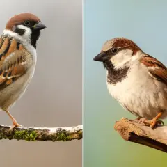 Dwa mazury siedzą na gałęziach. Jeden z nich ma brązową czapeczkę i czarny śliniaczek, drugi jest bardziej rozmyty na tle błękitnego nieba.