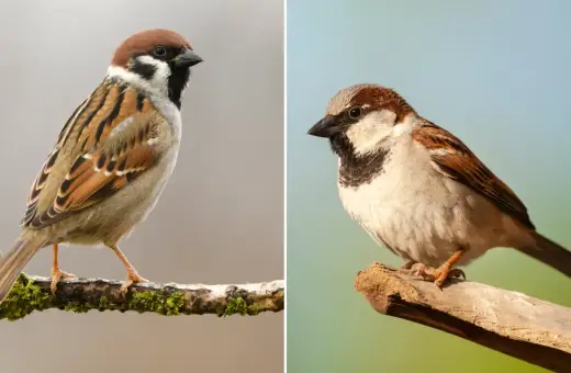 Dwa mazury siedzą na gałęziach. Jeden z nich ma brązową czapeczkę i czarny śliniaczek, drugi jest bardziej rozmyty na tle błękitnego nieba.