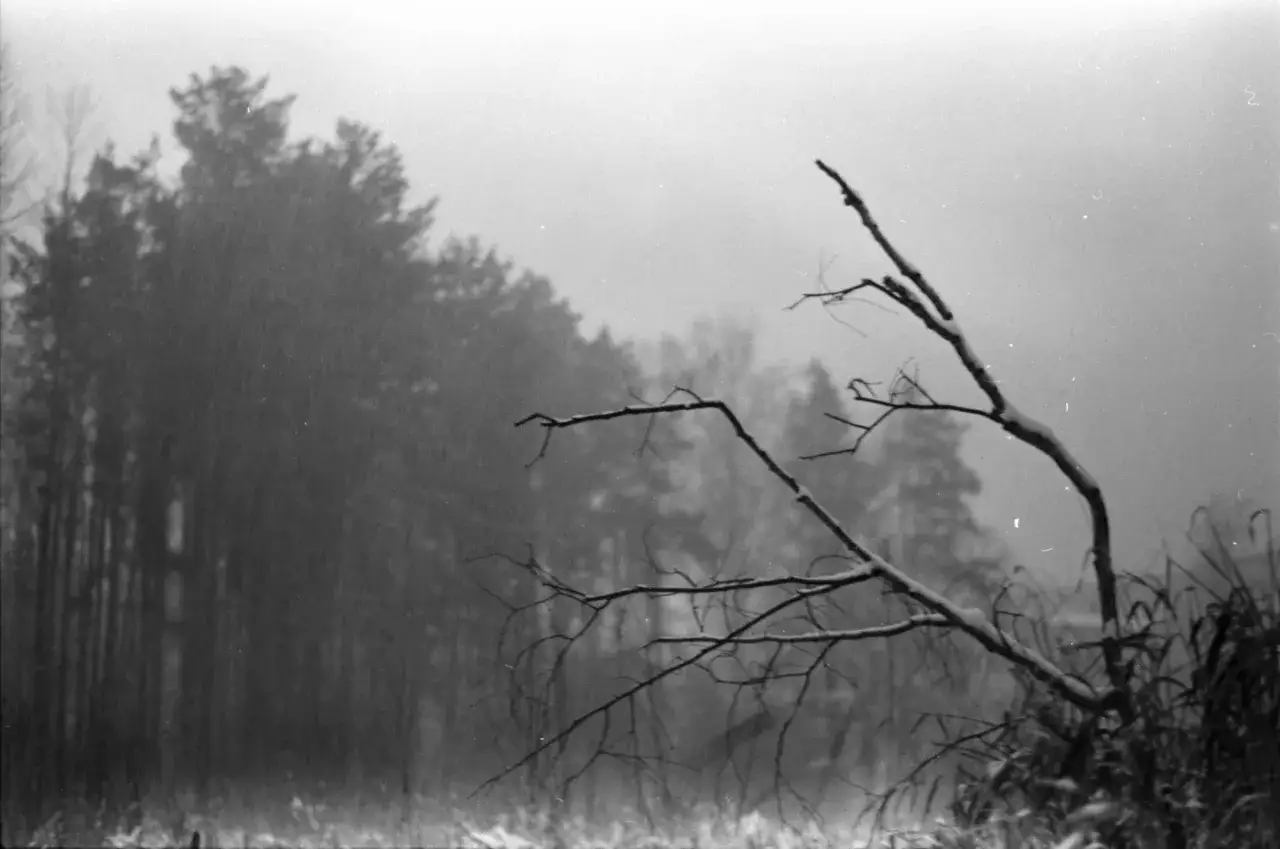 Mglisty las i nagie gałęzie drzew, pokryte delikatnym śniegiem. Atmosfera dsbm w zimowym krajobrazie.